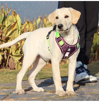 Dog leash explosion-proof big dog chest harness reflective large dog dog leash vest pet leash