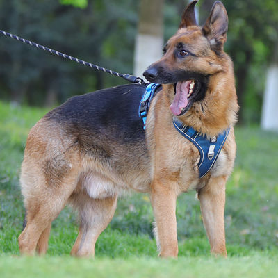 Dog leash explosion-proof big dog chest harness reflective large dog dog leash vest pet leash