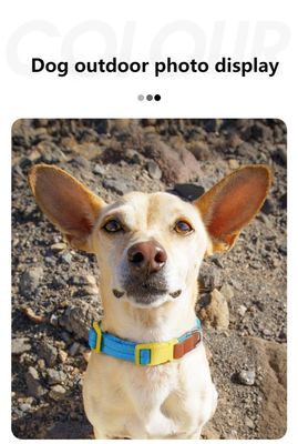 Small and medium-sized dog collar traction set anti-breakaway pet collar dog traction rope