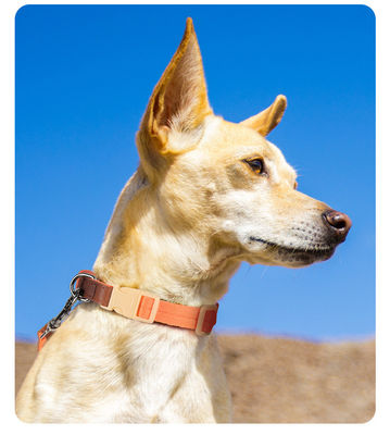 Small and medium-sized dog collar traction set anti-breakaway pet collar dog traction rope